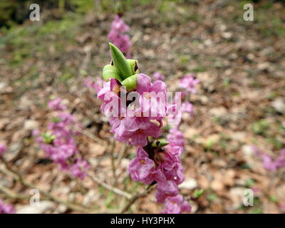 Bella mezereon fiorisce in primavera in habitat naturale, mezereon,(Daphne mezereum), Foto Stock