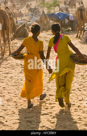 Le donne in Colorati luminosamente sari tenendo le mani mentre la raccolta di sterco di cammello per uso come combustibile presso l annuale Pushkar Camel Fair in Rajasthan, India Foto Stock