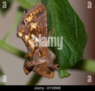 La Mariposa nocturna Plusia chalcites (Chrysodeixis chalcites) se distingue por las dos manchas color plateado - blanquecino en sus alas anteriores. L Foto Stock