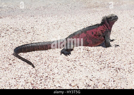 Marino Iguana maschio (Amblyrhynchus cristatus) in stagione di allevamento colori basking sulla spiaggia di Espanola Island sabbia Foto Stock