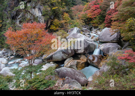 L'acqua scorre su grandi massi di pietra di fronte colore di autunno alberi sul fondo del Rocky Mountain in Shosenkyo Gorge, Giappone Foto Stock