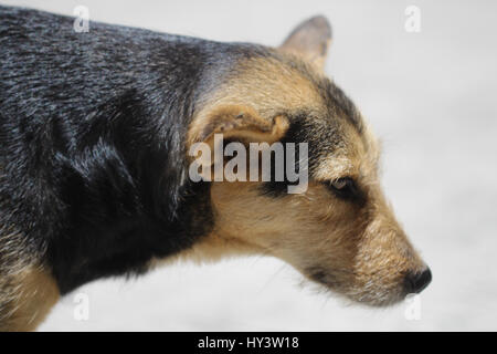 Sete povero cane durante il caldo estivo in America centrale Foto Stock