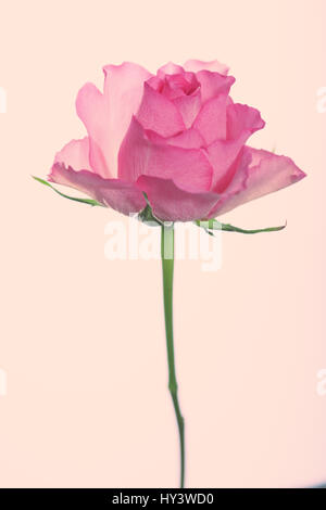 Rosa rosa su uno sfondo semplice Foto Stock