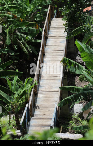 Ponte sopra il fiume secco circondato da alberi di palma e varie altre piante tropicali Foto Stock