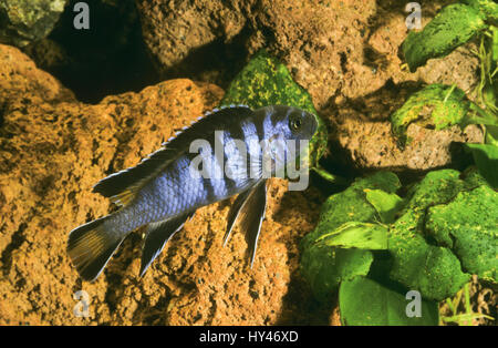 Malawi-Schmalbarsch, Schmalbarsch, Pseudotropheus elongatus, Metriaclima elongatus, Maylandia elongatus, Mbuna allungato, Buntbarsche, Cichlidae, Malaw Foto Stock