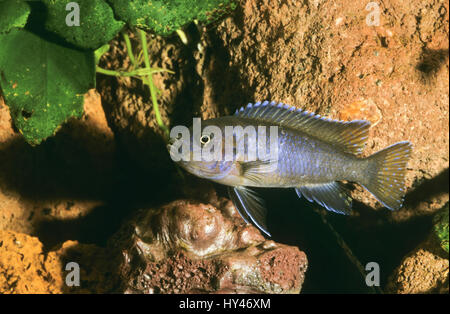 Malawi-Schmalbarsch, Schmalbarsch, Pseudotropheus elongatus, Metriaclima elongatus, Maylandia elongatus, Mbuna allungato, Buntbarsche, Cichlidae, Malaw Foto Stock