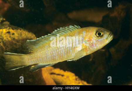 Malawi-Schmalbarsch, Schmalbarsch, Pseudotropheus elongatus, Metriaclima elongatus, Maylandia elongatus, Mbuna allungato, Buntbarsche, Cichlidae, Malaw Foto Stock