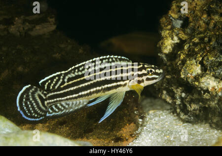 Vierstreifen-Schlankcichlide, Regans Schlankcichlide, Julidochromis regani, punire julie, Regan's Julie Foto Stock