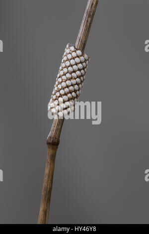 Wolfsmilch-Ringelspinner, Wolfsmilchringelspinner, Wolfsmilchspinner, Ei, Eier, Eigelege, Malacosoma castrense, Malacosoma castrensis, massa lacchè, Foto Stock