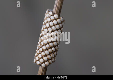 Wolfsmilch-Ringelspinner, Wolfsmilchringelspinner, Wolfsmilchspinner, Ei, Eier, Eigelege, Malacosoma castrense, Malacosoma castrensis, massa lacchè, Foto Stock