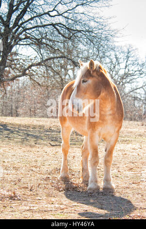 Progetto belga cavallo in piedi in pascolo invernale, vista frontale, retroilluminati da Sun Foto Stock