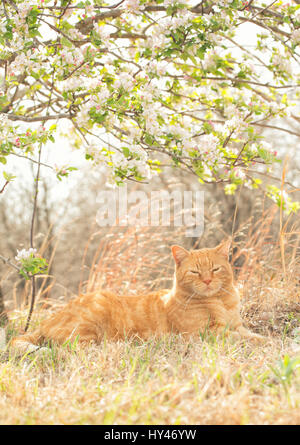 Lo zenzero tabby cat pacificamente a riposo sotto una fioritura melo in primavera, retro illuminato da Sun Foto Stock