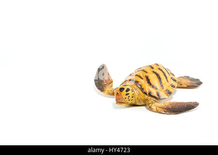 Turtle scolpito su legno isolato in uno sfondo bianco Foto Stock