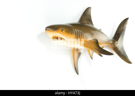 Shark scolpita a mano su legno isolato in uno sfondo bianco Foto Stock
