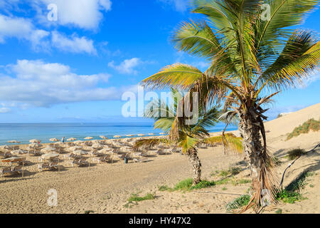 Palme sulla spiaggia di sabbia di Morro Jable town, Fuerteventura, Isole Canarie, Spagna Foto Stock