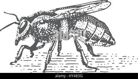 Beetle, specie di insetti isolato, inciso a mano animale disegnato in stile vintage old bee Illustrazione Vettoriale