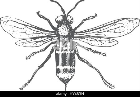 Beetle, specie di insetti isolato, inciso a mano animale disegnato in stile vintage old bee Illustrazione Vettoriale