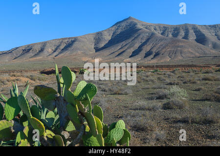 Paesaggio di montagna e pianta verde vicino alla città di Tindaya, Fuerteventura, Isole Canarie, Spagna Foto Stock