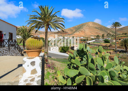 Impianto di cactus e palme nel villaggio di Betancuria con vista montagne, Fuerteventura, Isole Canarie, Spagna