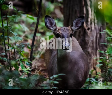 Un white-tailed deer (Odocoileus virginianus) nella foresta. Foto Stock