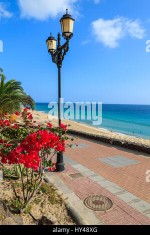 Fiori tropicali sulla passeggiata lungo la spiaggia di Jandia a Morro Jable con vista oceano, Fuerteventura, Isole Canarie, Spagna Foto Stock