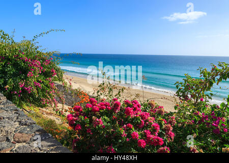 Fiori tropicali sulla passeggiata lungo la spiaggia di Jandia a Morro Jable con vista oceano, Fuerteventura, Isole Canarie, Spagna Foto Stock
