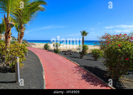 Palme su Morro Jable passeggiata costiera e la vista della spiaggia, Fuerteventura, Isole Canarie, Spagna Foto Stock