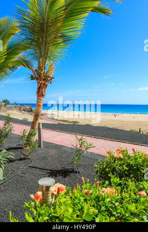 Palme su Morro Jable passeggiata costiera e la vista della spiaggia, Fuerteventura, Isole Canarie, Spagna Foto Stock