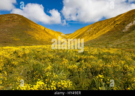 Goldfields fioriscono lungo Bitterwater Valley Road in Kern County, California Foto Stock