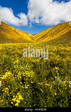 Goldfields fioriscono lungo Bitterwater Valley Road in Kern County, California Foto Stock