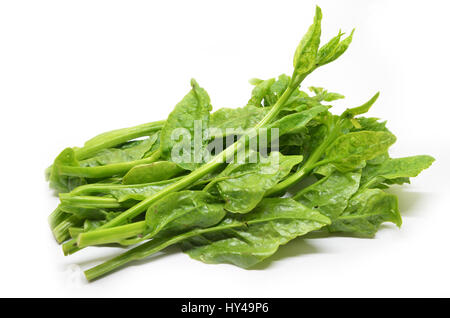 Verde Ceylon Spinaci isolati su sfondo bianco Foto Stock