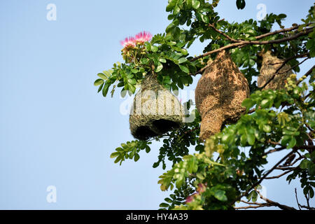 Baya Weaver (Ploceus philippinus) nidi di uccelli nella fase iniziale di costruzione. Essi sono costruiti con i maschi a questo stadio (a sinistra) e Foto Stock