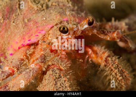 Il granchio eremita (Dardano calidus) in Illa Mateua in Costa Brava Catalogna Foto Stock