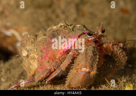 Il granchio eremita (Dardano calidus) in Illa Mateua in Costa Brava Catalogna Foto Stock