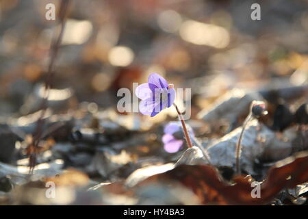 Fiori di Primavera. Anemone hepatica blooming nella foresta. Foto Stock