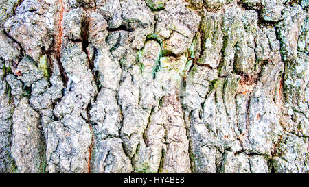 La foto mostra un close-up di corteccia della struttura ad albero. Sulla corteccia di un albero per vedere il muschio. Foto Stock