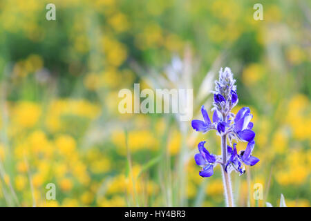 Violetta fiore di lupino in campo di fiori di colore giallo Foto Stock