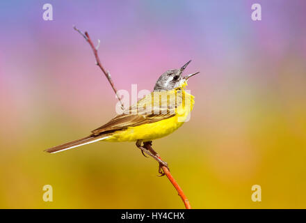 Estate uccello è il giallo Wagtail canta mentre è seduto su un soleggiato luminoso Prato Foto Stock