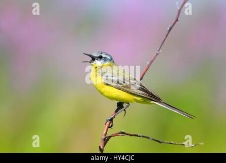 Estate uccello è il giallo Wagtail canta mentre è seduto su un soleggiato luminoso Prato Foto Stock