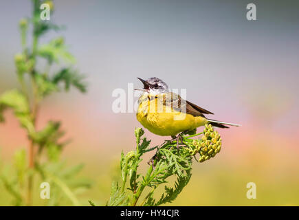 Uccello Giallo Wagtail seduti su un prato e saltando i colori canta una canzone in estate Foto Stock