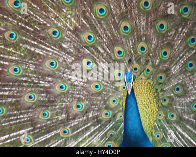 Il peafowl indiano o peafowl blu (Pavo cristatus), una grande e colorata luminosamente bird, è una specie di peafowl nativo di Asia del Sud, Foto Stock