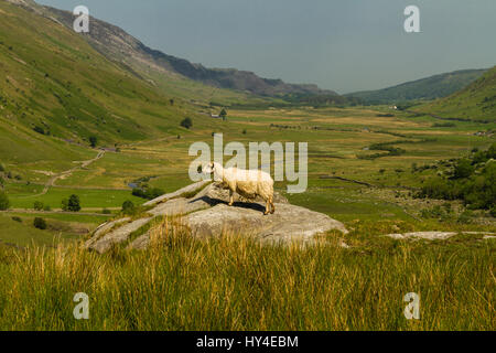 Vista di Nant Ffrancon Pass, una pecora in primo piano. Idwal Cottage, Parco Nazionale di Snowdonia, Gwynedd, Wales, Regno Unito. Foto Stock