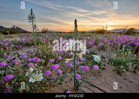 Deserto selvaggio gigli selvatici e viola la verbena nel deserto fiorisce da migliaia al Giglio del Deserto Preservare la zona naturale parte del Deserto della California terre di conservazione 18 marzo 2017 nel centro del deserto, California. Il conservare è di circa duemila acri di primo tappeto erboso di fiori selvaggi nella valle Chuckwalla sul bordo del parco nazionale di Joshua Tree. Foto Stock