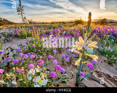 Deserto selvaggio gigli selvatici e viola la verbena nel deserto fiorisce da migliaia al Giglio del Deserto Preservare la zona naturale parte del Deserto della California terre di conservazione 18 marzo 2017 nel centro del deserto, California. Il conservare è di circa duemila acri di primo tappeto erboso di fiori selvaggi nella valle Chuckwalla sul bordo del parco nazionale di Joshua Tree. Foto Stock