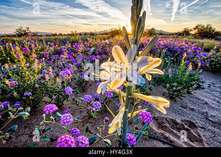 Deserto selvaggio gigli selvatici e viola la verbena nel deserto fiorisce da migliaia al Giglio del Deserto Preservare la zona naturale parte del Deserto della California terre di conservazione 18 marzo 2017 nel centro del deserto, California. Il conservare è di circa duemila acri di primo tappeto erboso di fiori selvaggi nella valle Chuckwalla sul bordo del parco nazionale di Joshua Tree. Foto Stock