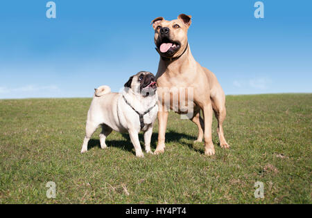 Due felici cani sani, pug e pitt bull, giocare e divertirsi al di fuori nel parco sulla giornata di sole in primavera Foto Stock