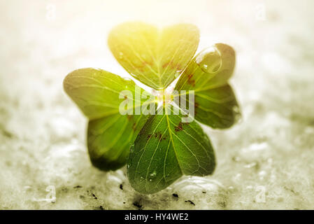 4-lasciava quadrifoglio, quadrifogli, Oxalis tetraphylla, simbolo di fortuna, Vierblaettriges Kleeblatt, Gluecksklee , Glueckssymbol Foto Stock