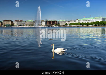 Alster cigno sul Alster interno ad Amburgo, Germania, Europa Alsterschwan auf der Binnenalster in Amburgo, Deutschland, Europa Foto Stock