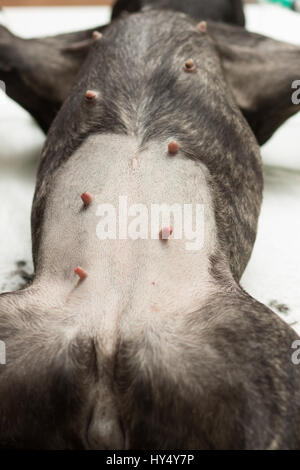 Nel settore veterinario, la sterilizzazione del cane di razza bulldog francese, il cane giace sul piano operativo sotto anestesia con un ventre rasato Foto Stock