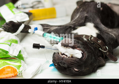 Nel settore veterinario, la sterilizzazione di un cane di razza il bulldog francese, un tubo per l'intubazione inserito nel tratto respiratorio per evitare overlappin Foto Stock